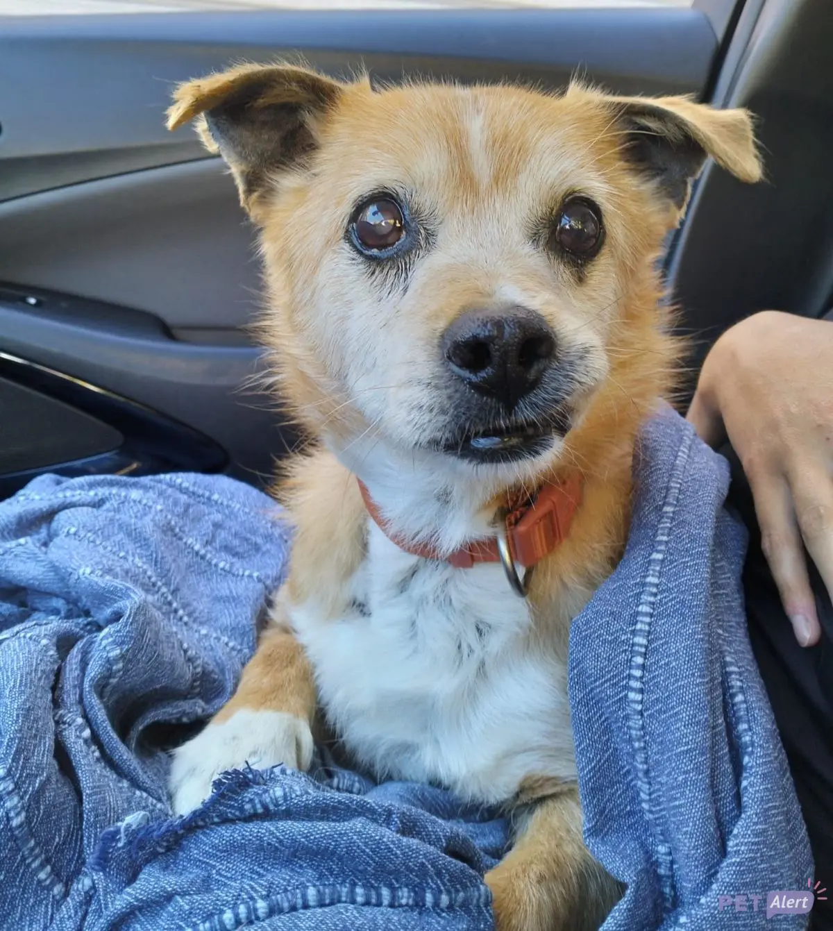 cane reunited    Vintimille Papy tito