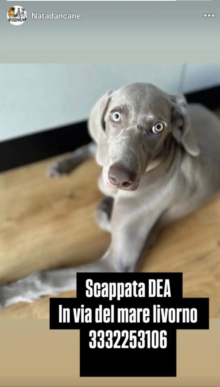 cane reunited    Livourne Tiroveta