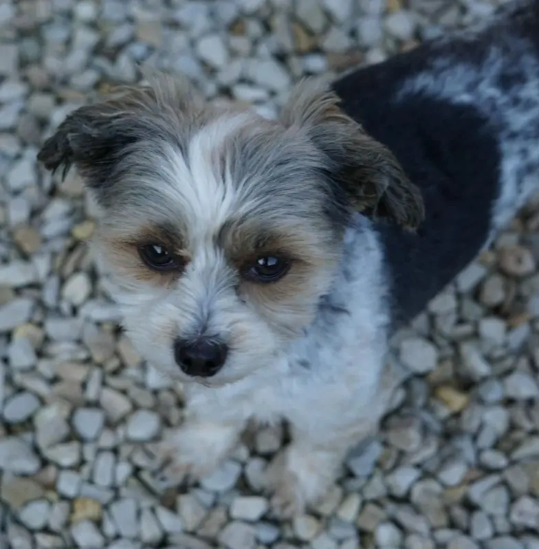 cane reunited   57023 Cecina Muddy