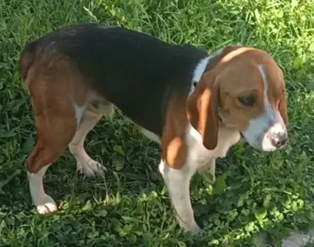 cane reunited   04011 Aprilia Jonny