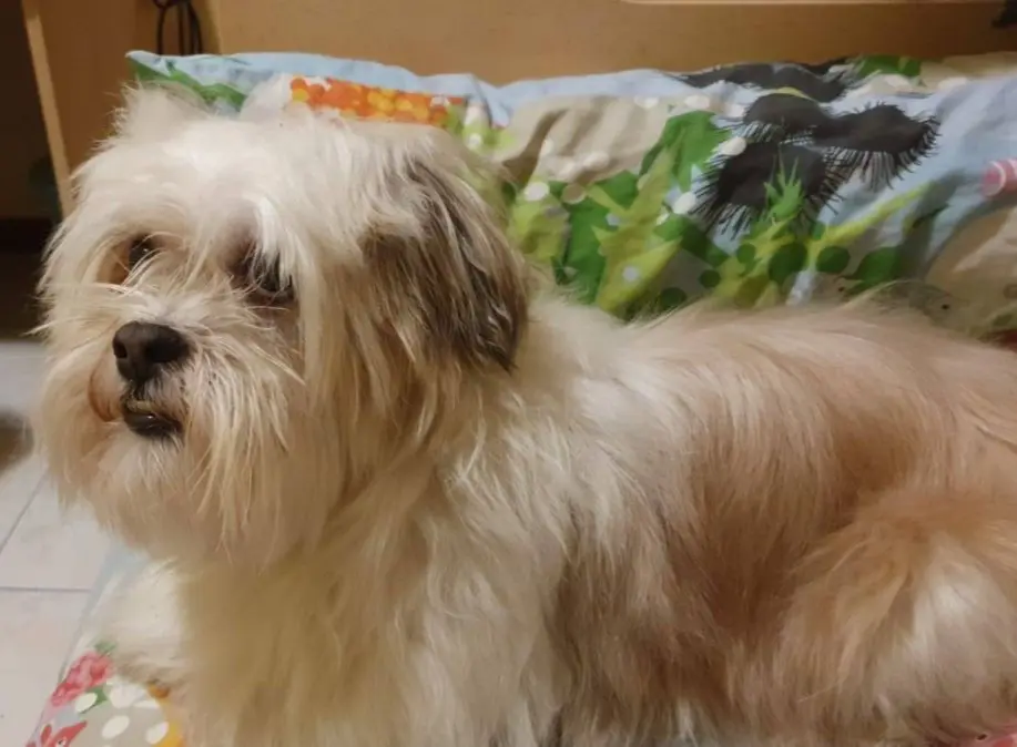 cane reunited   20052 Vignate Diuke