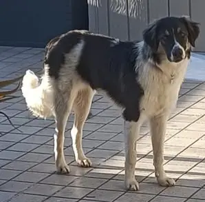 cane reunited   20092 Cinisello Balsamo Eric