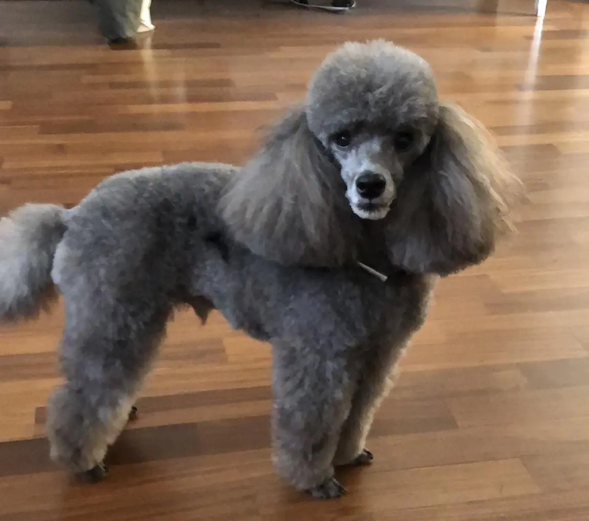 cane reunited   20090 Buccinasco Johnny