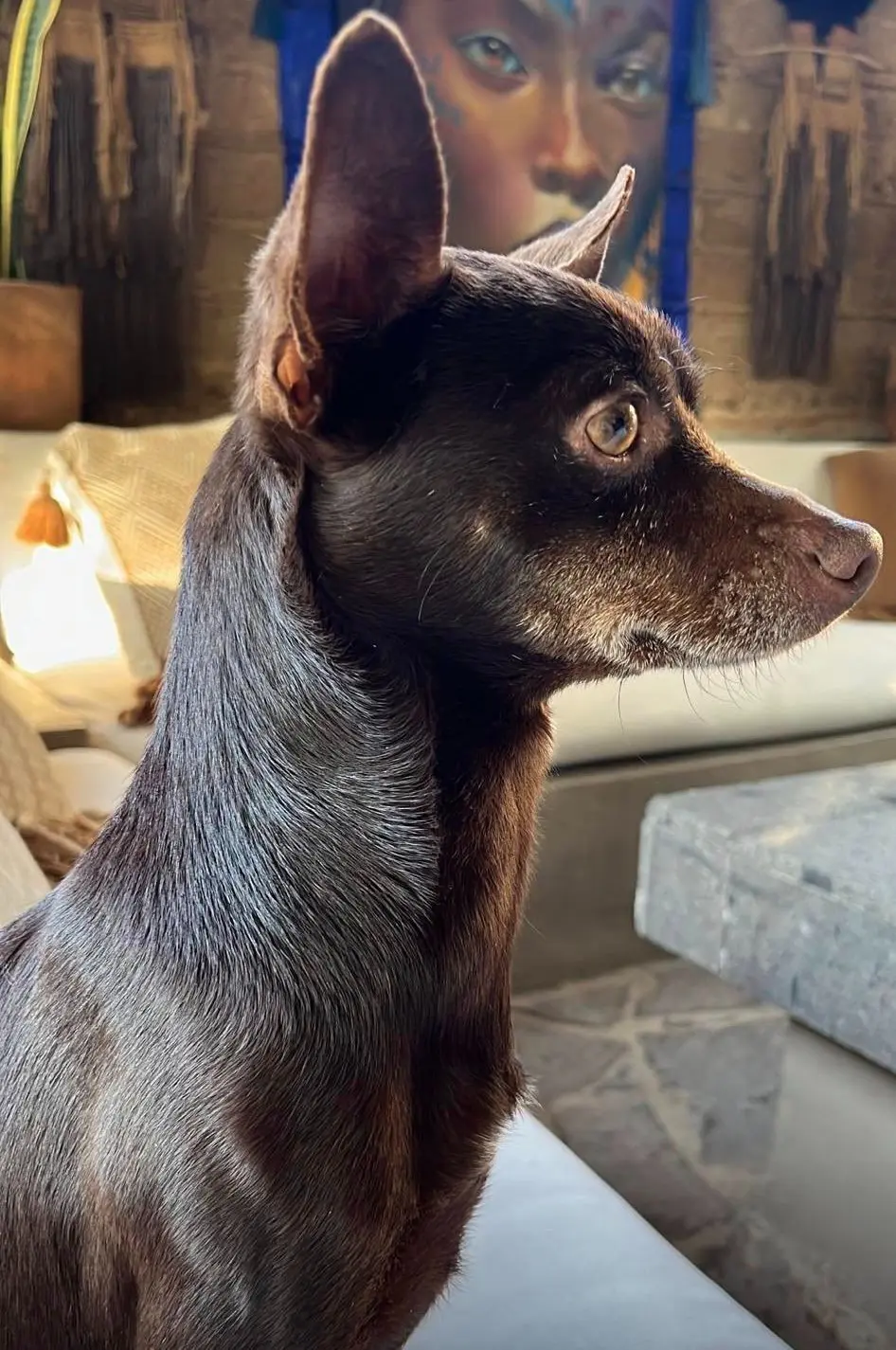 cane reunited    Milan Bruno