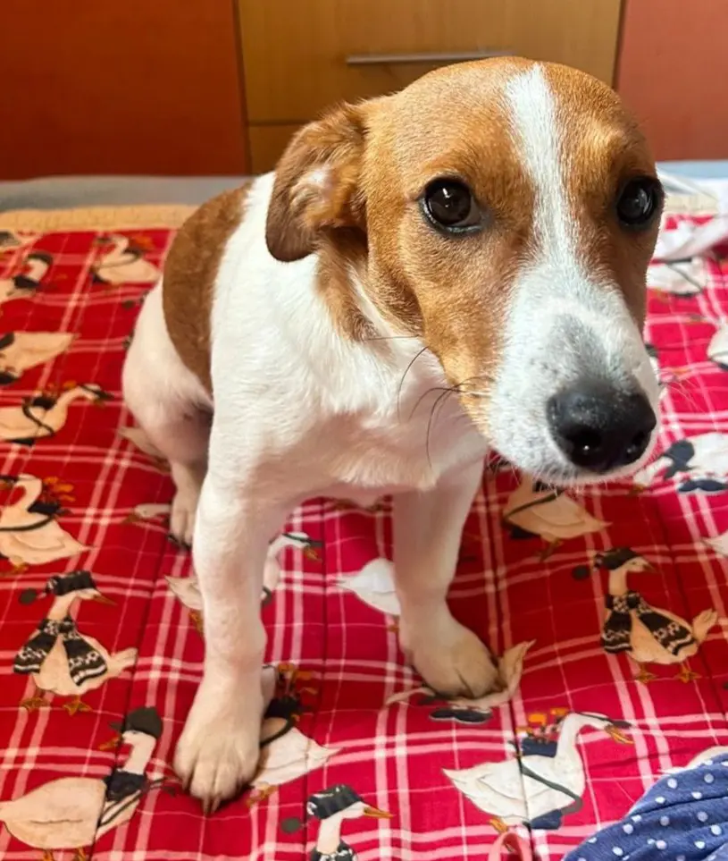 cane reunited   20045 Lainate Wonka