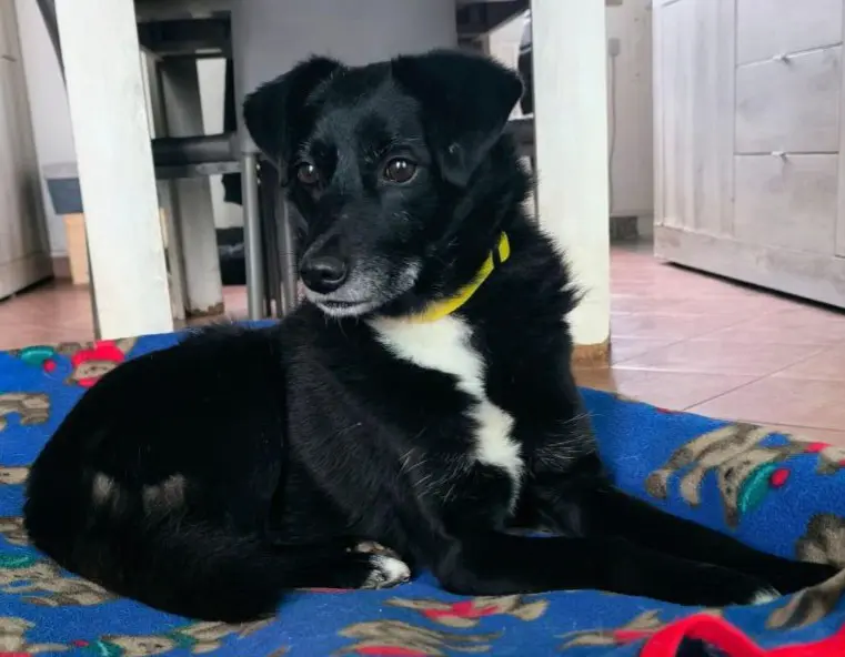 cane reunited    Abbiategrasso Ziby