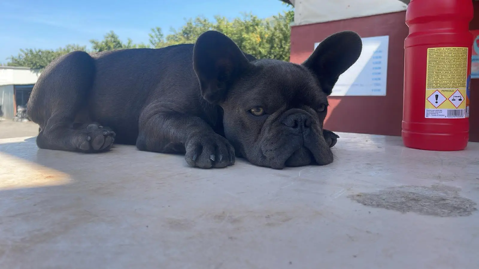 cane reunited   80033 Cicciano Lip