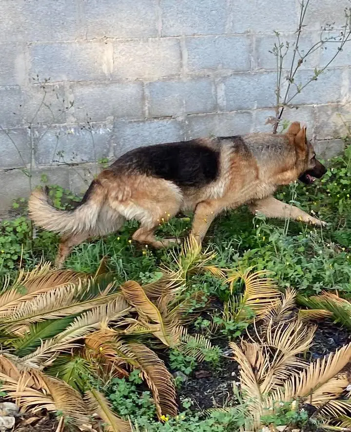 cane reunited   80039 Saviano Sofia