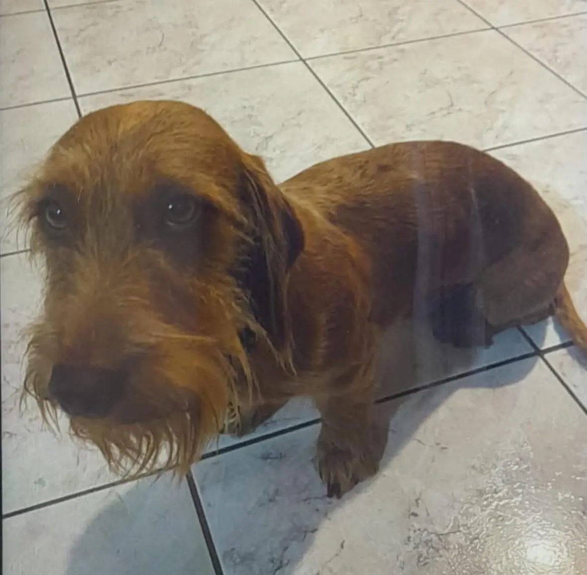 cane reunited   08017 Silanos/Silanus Balu'