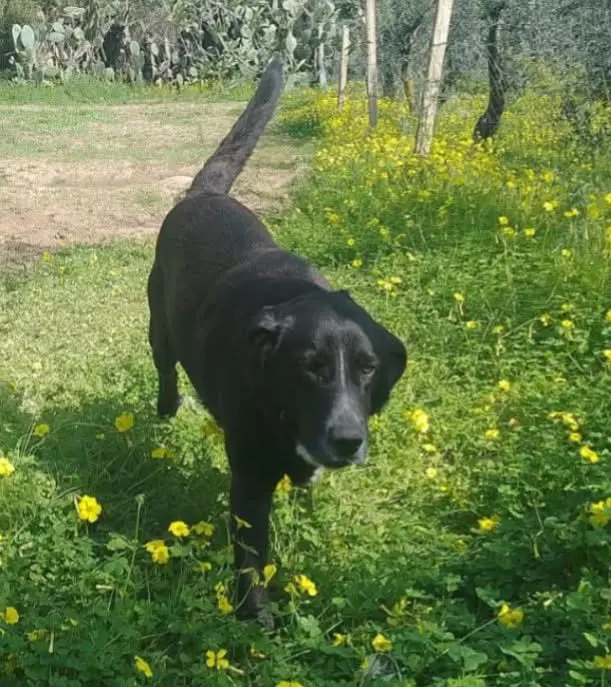 cane reunited   08040 Loceri Rocky