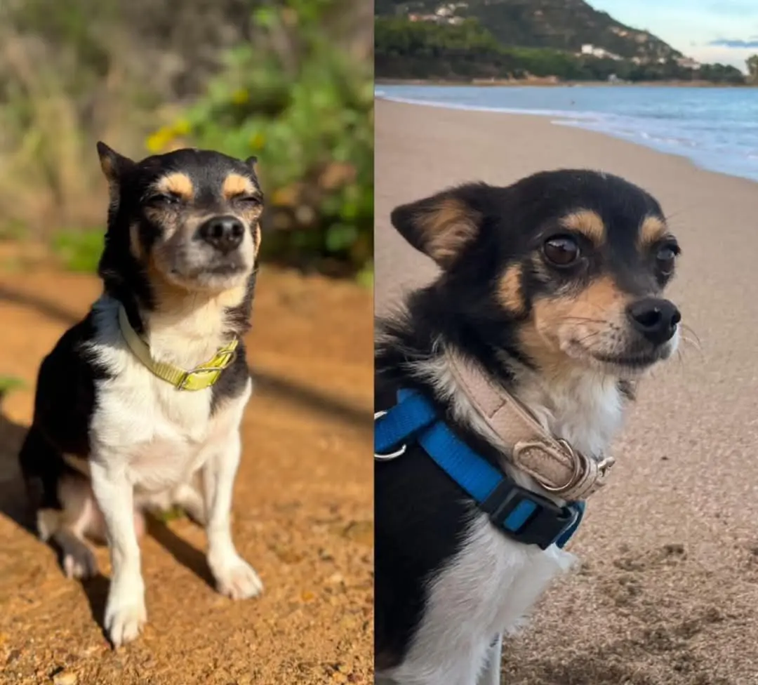 cane reunited   08040 Baunei Spike