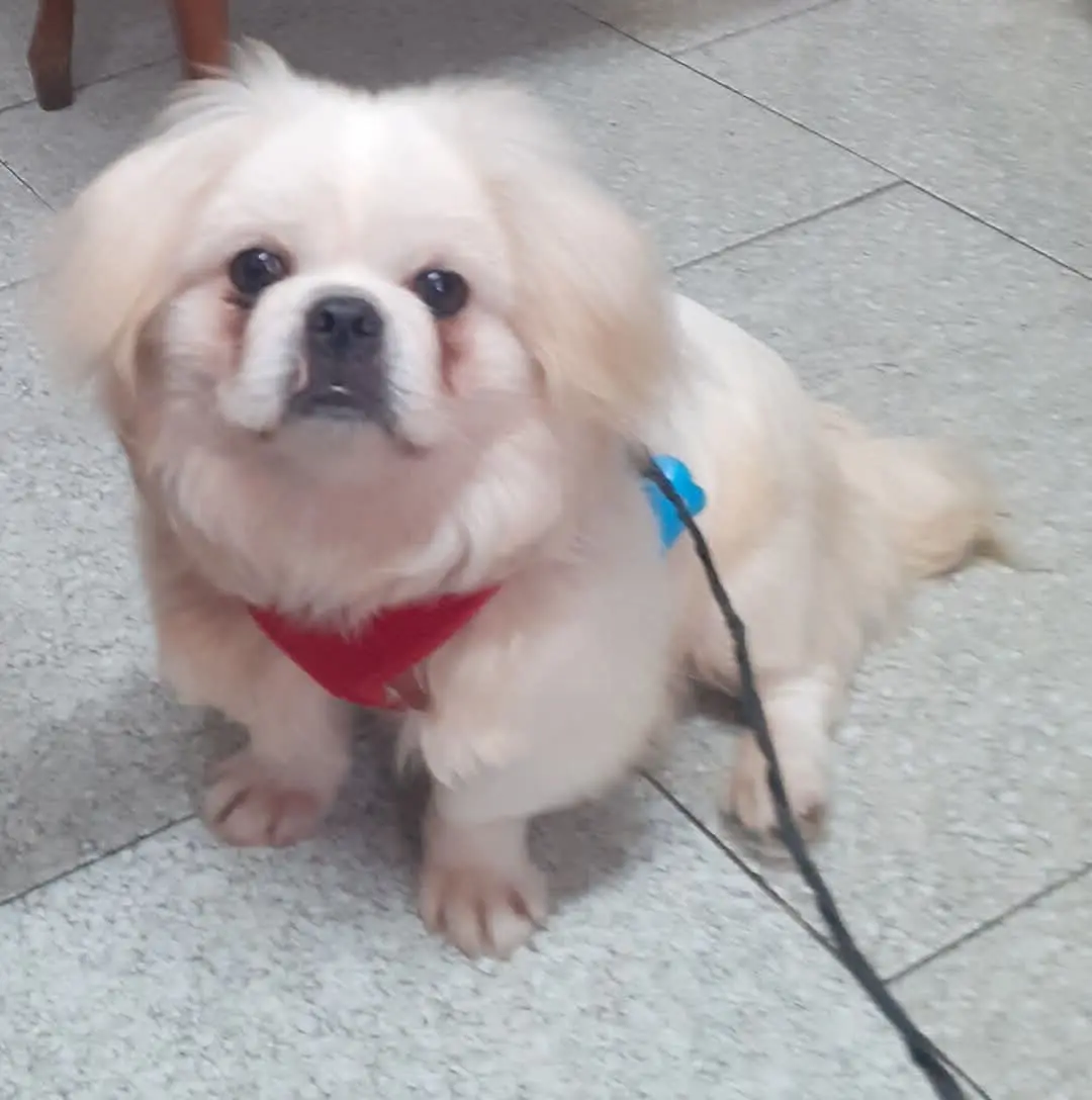 cane reunited   08029 Thiniscole/Siniscola Toby