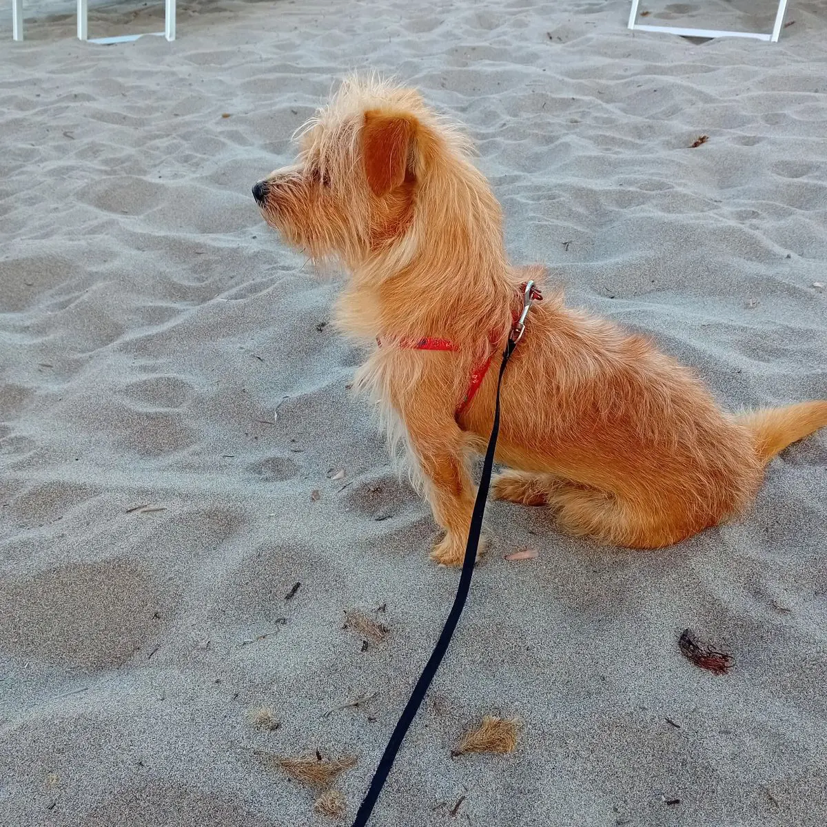 cane reunited   08048 Tortolì Willy