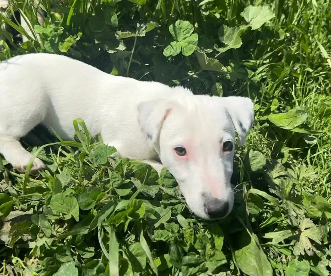 cane reunited   08048 Tortolì Zeus