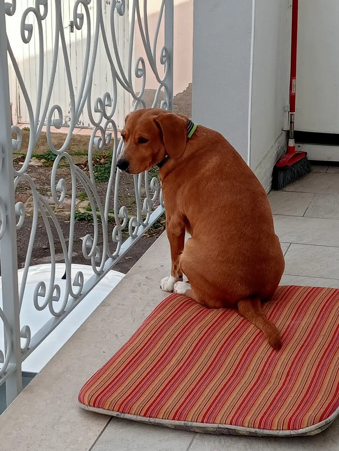 cane reunited   09170 Oristano Bart