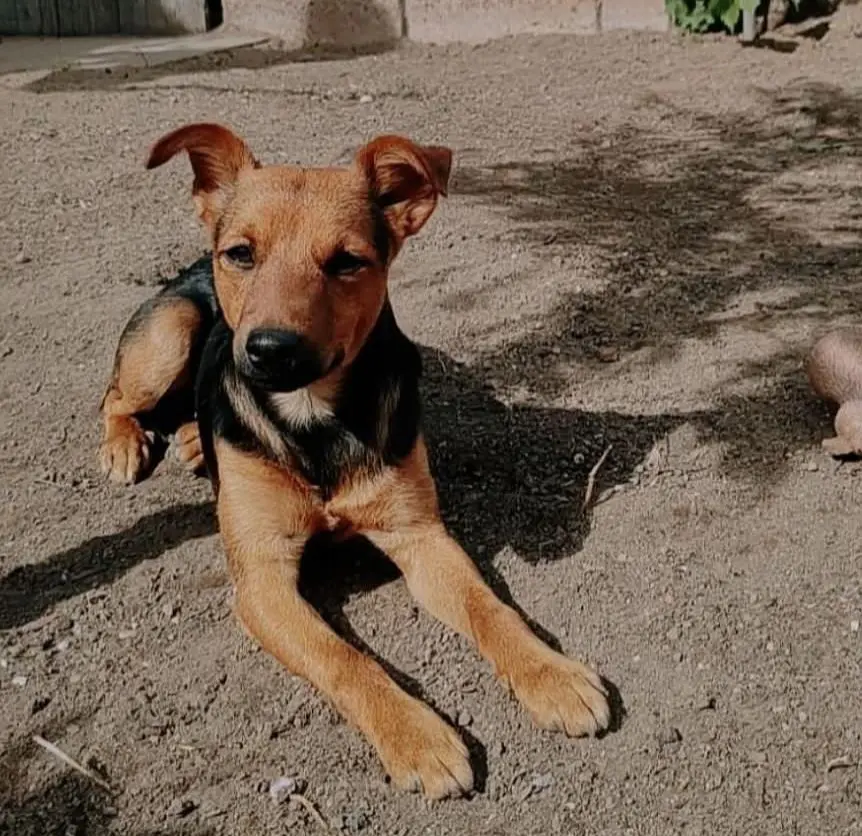 cane reunited   09073 Cùllieri/Cuglieri Cosmo