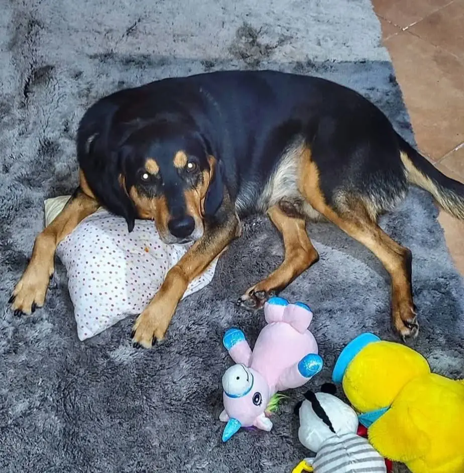 cane reunited   09098 Terraba/Terralba Kiko