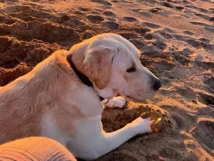 cane reunited   09078 Iscanu/Scano di Montiferro Melville