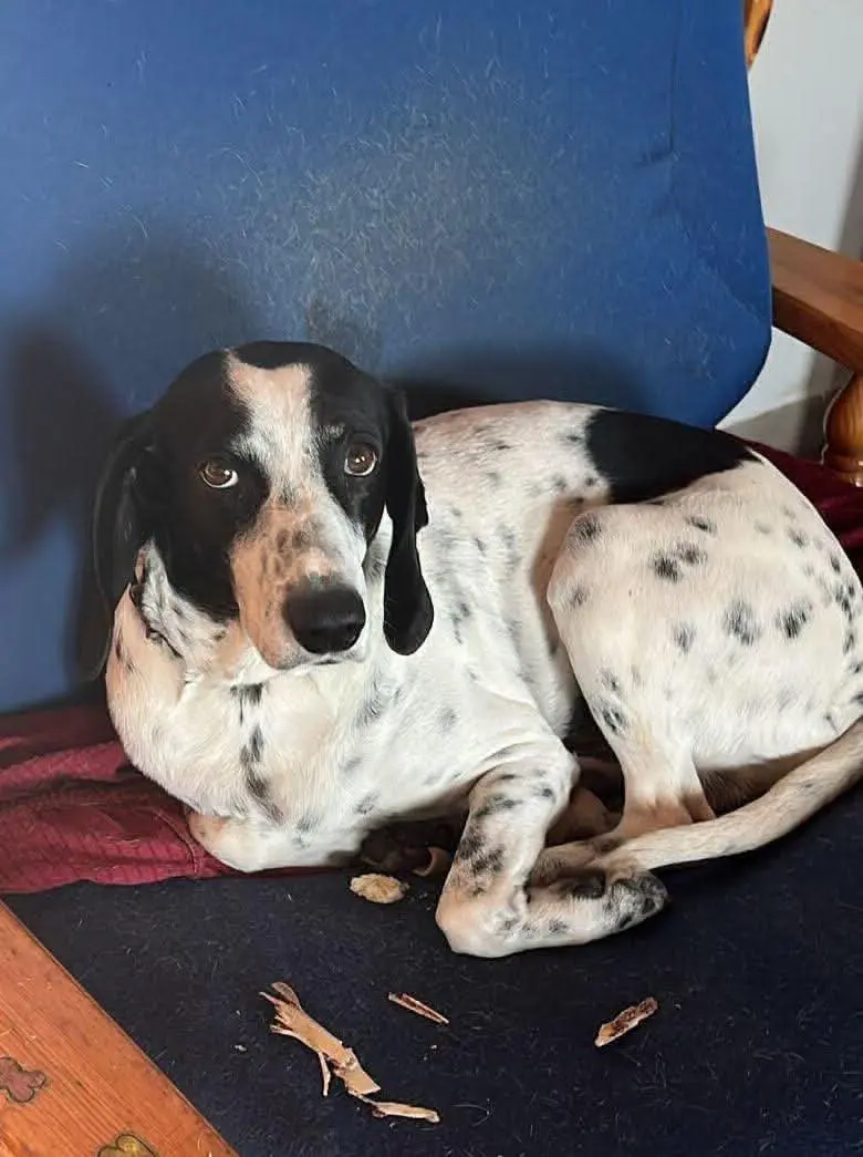 cane reunited   08010 Magumadas/Magomadas Tommy