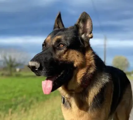 cane reunited   35010 Grantorto Athos