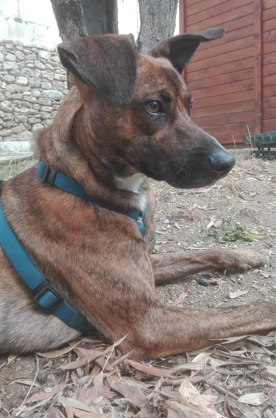 cane reunited   06073 Corciano Arturo