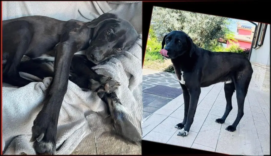 cane reunited   06083 Bastia Umbra Frisbi