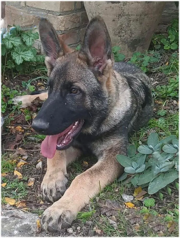 cane reunited   06033 Cannara Munin