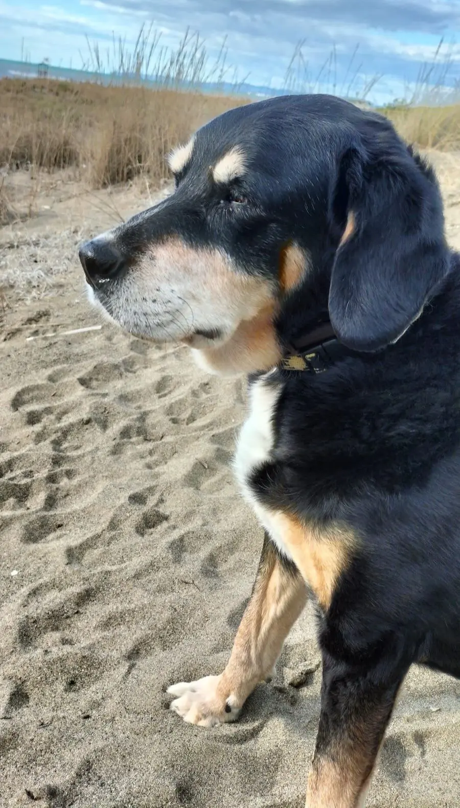 cane reunited    Pérouse Skipper