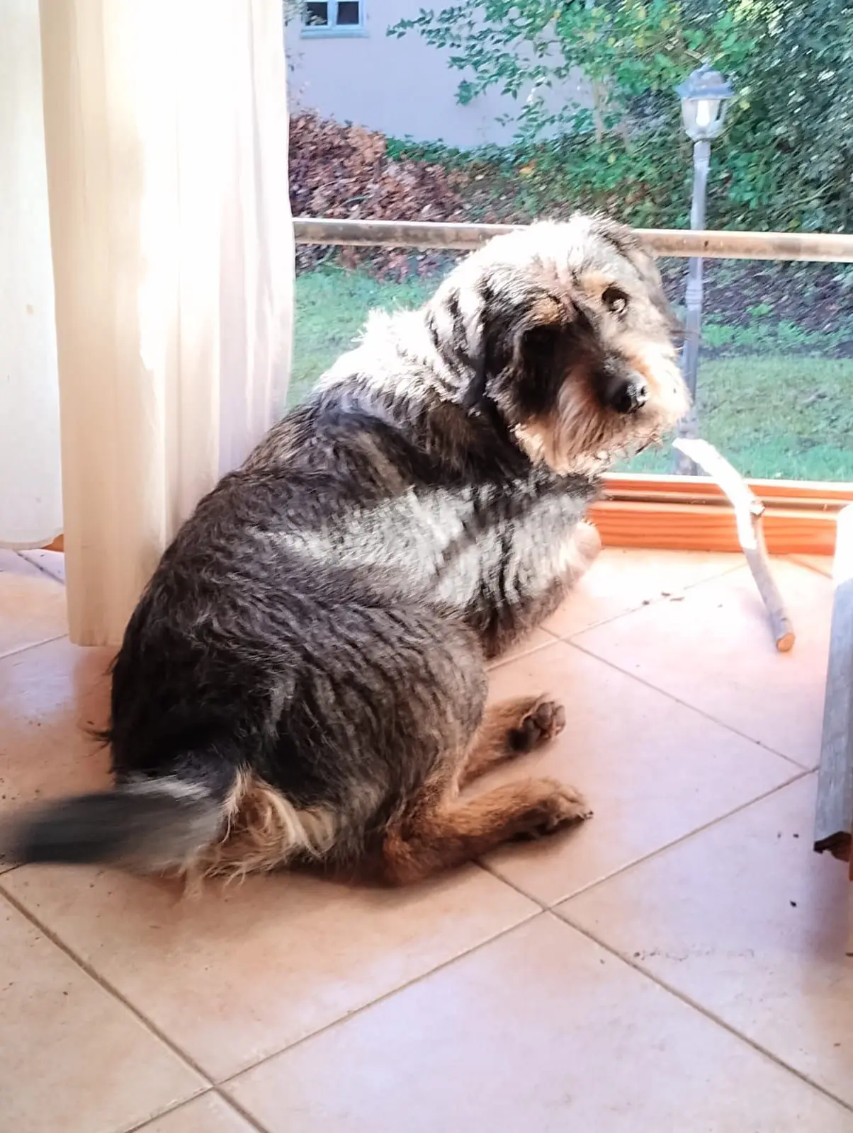 cane reunited    Pérouse Taro