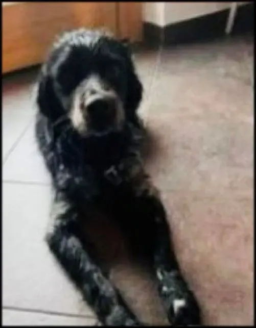 cane reunited   06053 Deruta Zero