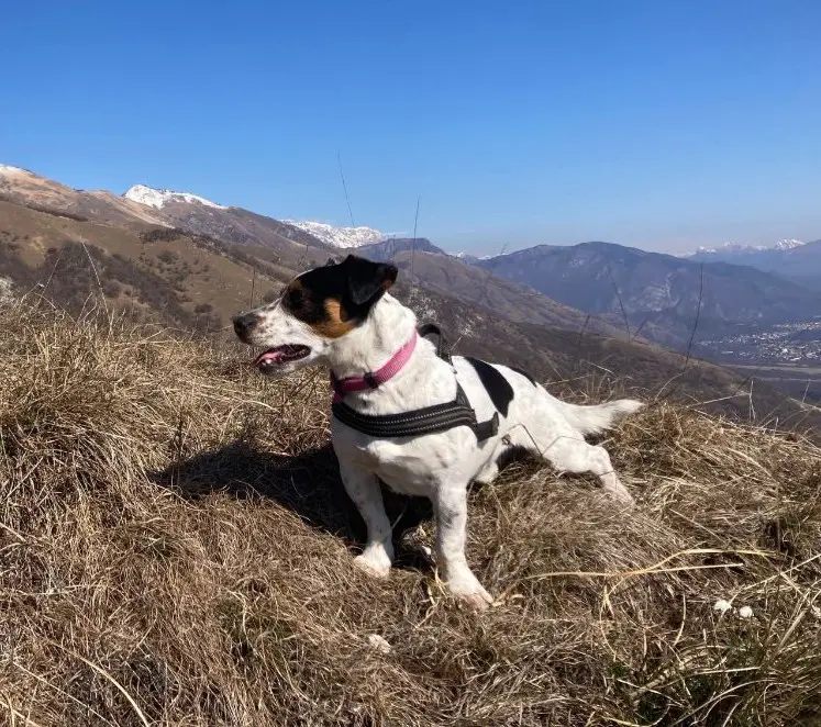 cane reunited   33080 Cimolais / Thimolei Snoopy