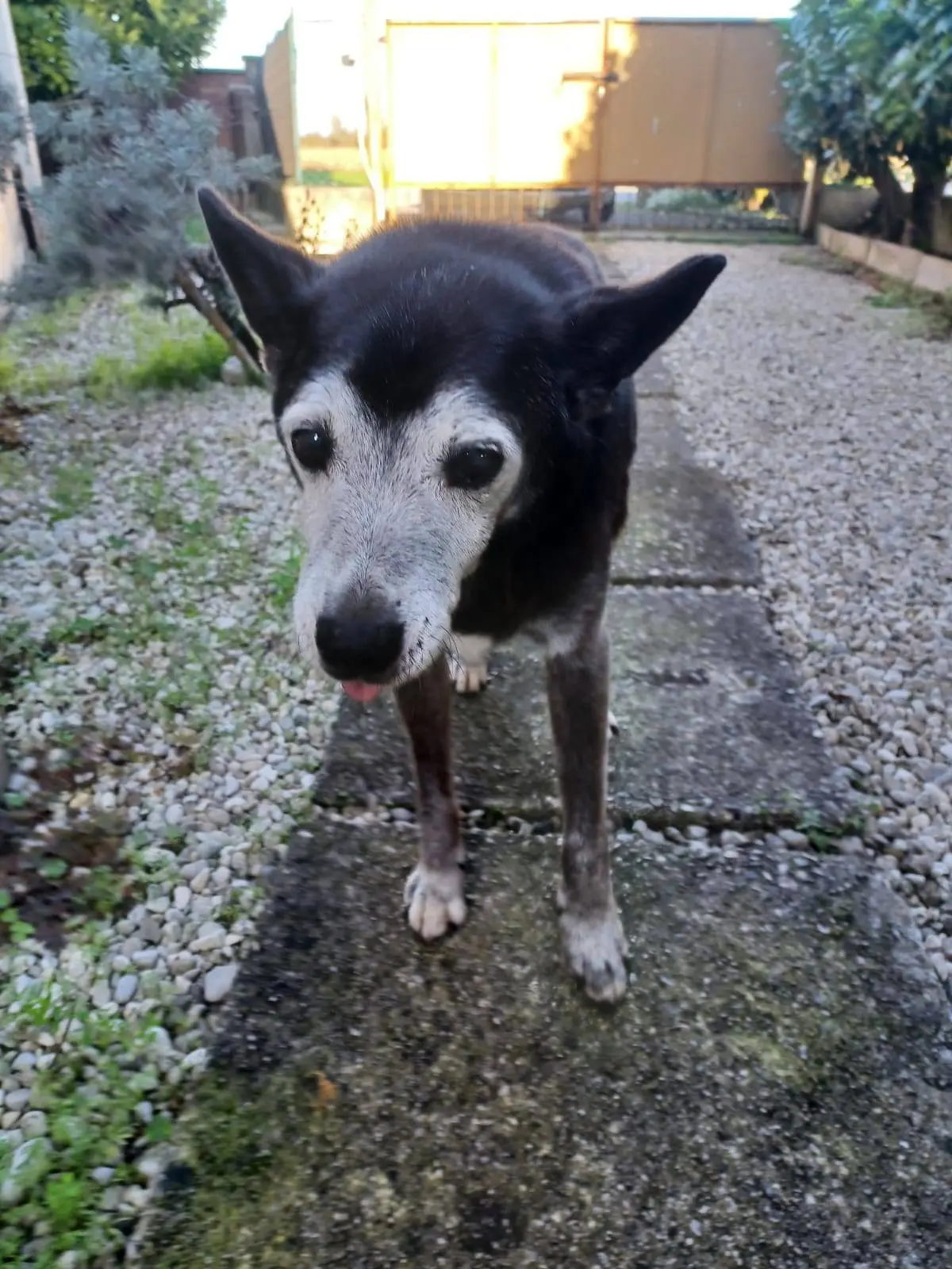 cane reunited   33080 Zoppola / Sopula Rintin