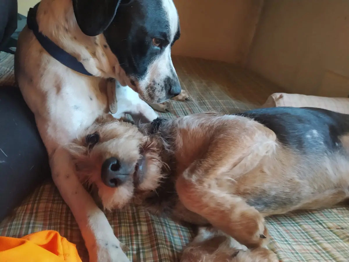 cane reunited    Maissana Artu & duff