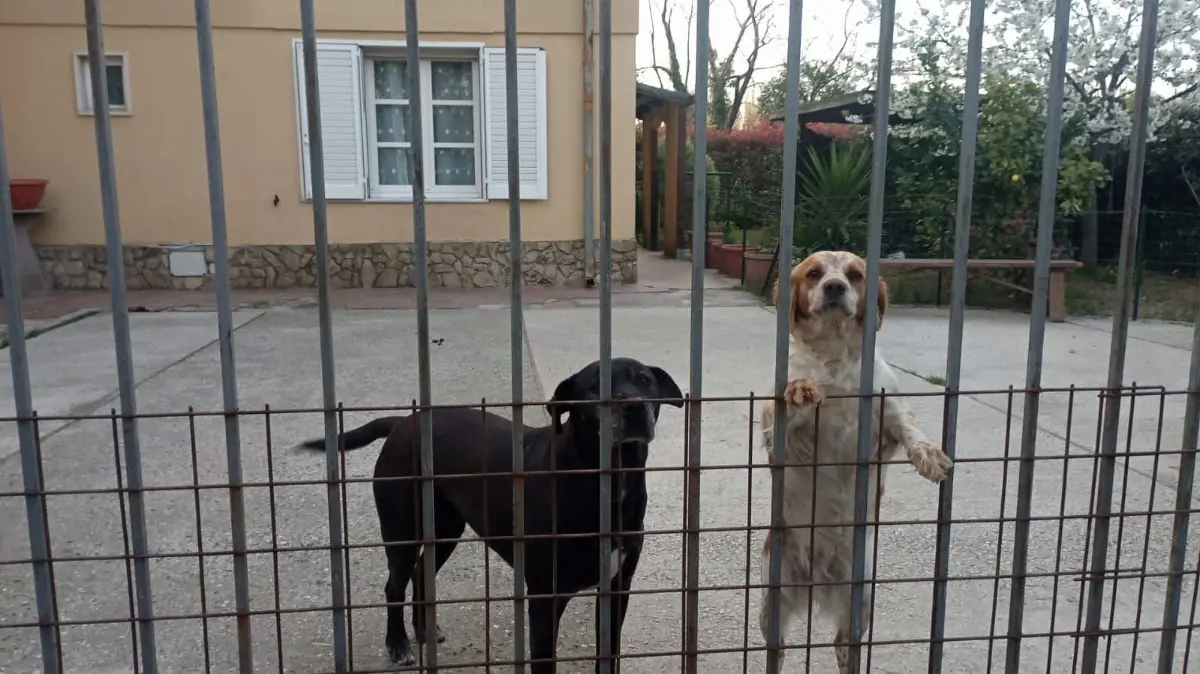 cane reunited   19033 Castelnuovo Magra Maya & bianca