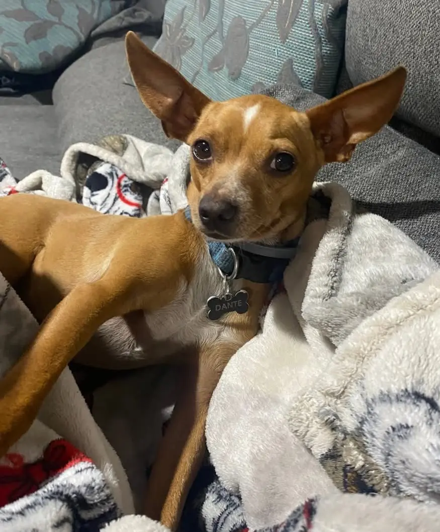 cane reunited  Via Stintino 07052 Santu Diadòru/San Teodoro Dante