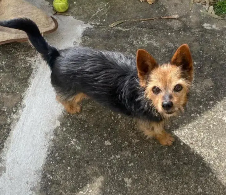 cane reunited  Gallo 07028 Porto Quadro Diego