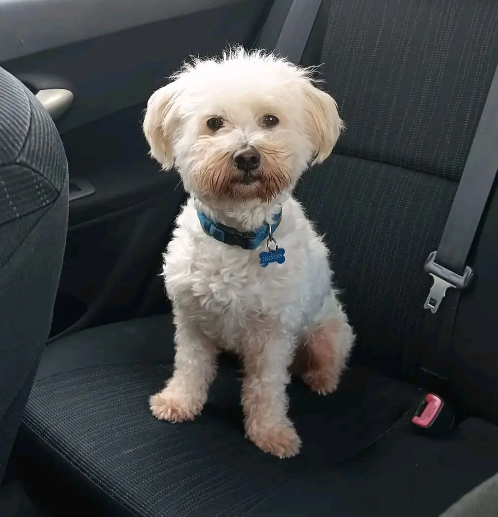 cane reunited  Via Stintino 07052 Santu Diadòru/San Teodoro Lilo