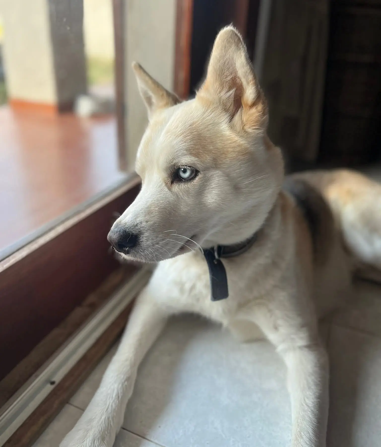 cane reunited  Strada Statale 729 Sassari - Olbia 07026 Olbia Loky