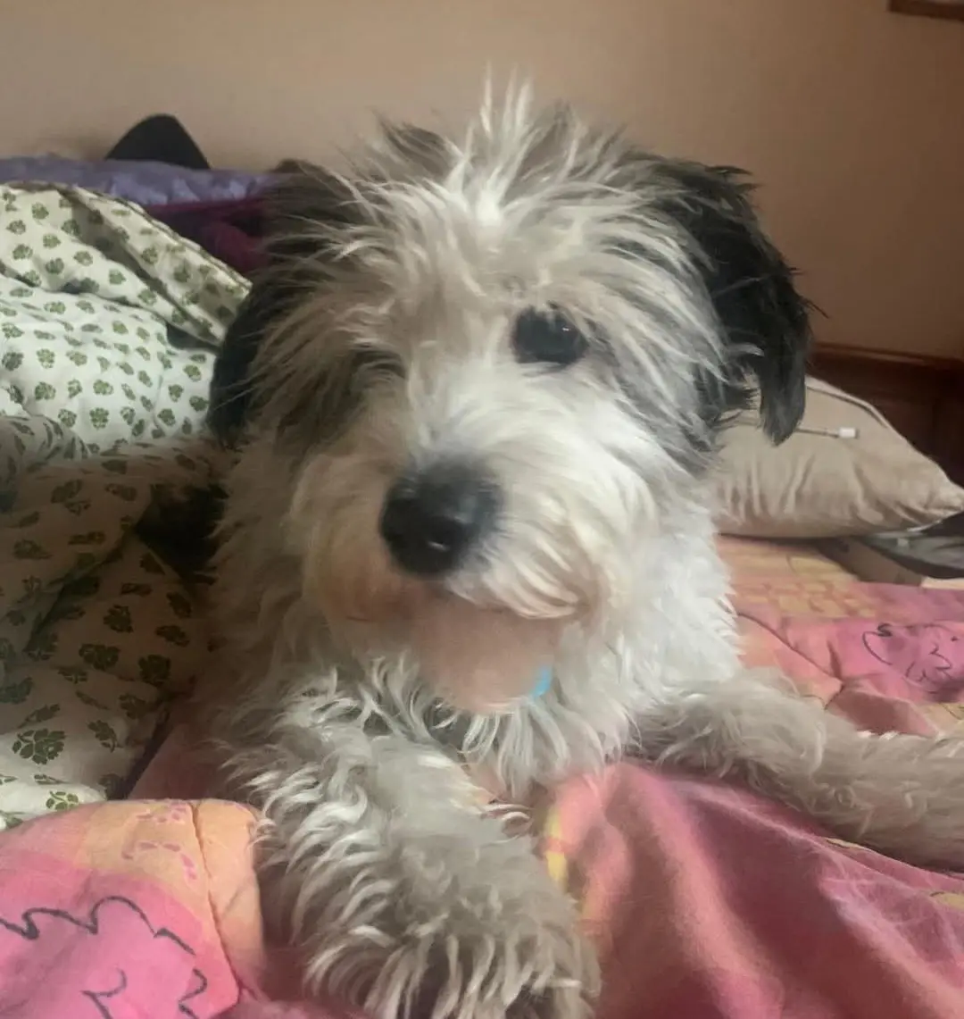 cane reunited  Strada Statale 729 Sassari - Olbia 07026 Olbia Musetto