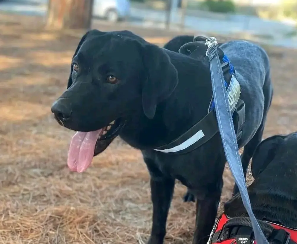 cane reunited    Alghero Giotto