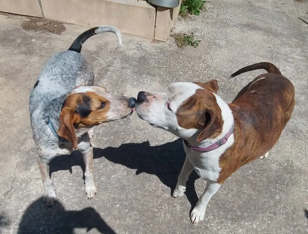 cane reunited   07037 Sòssu/Sorso Jack & uma