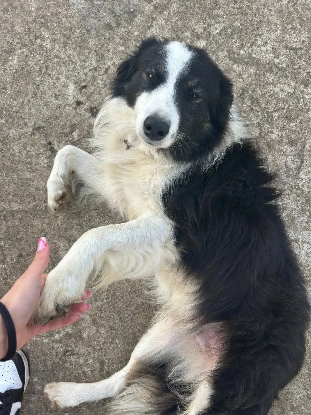 cane reunited   07045 Ossi Jumpy