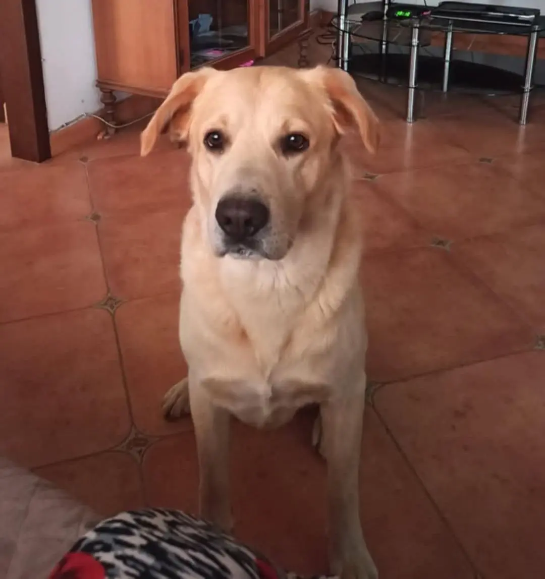 cane reunited    Alghero Lucky