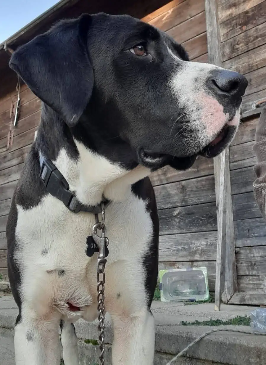 cane reunited    Alghero Naruto