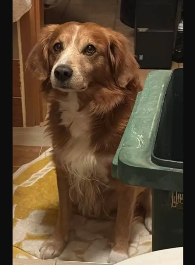 cane reunited    Alghero Prinzi