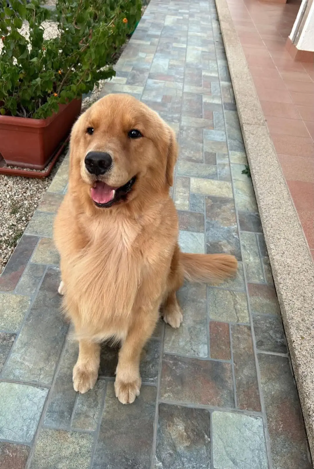 cane reunited  Via Arzachena  Sassari Brando