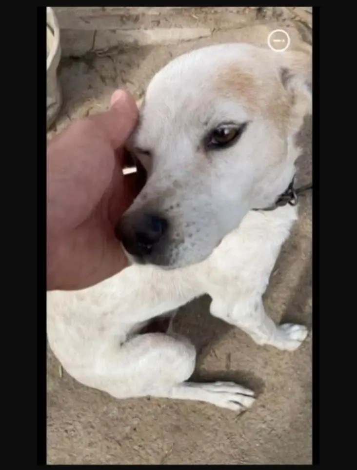 cane reunited  Via Palau  Sassari Pato