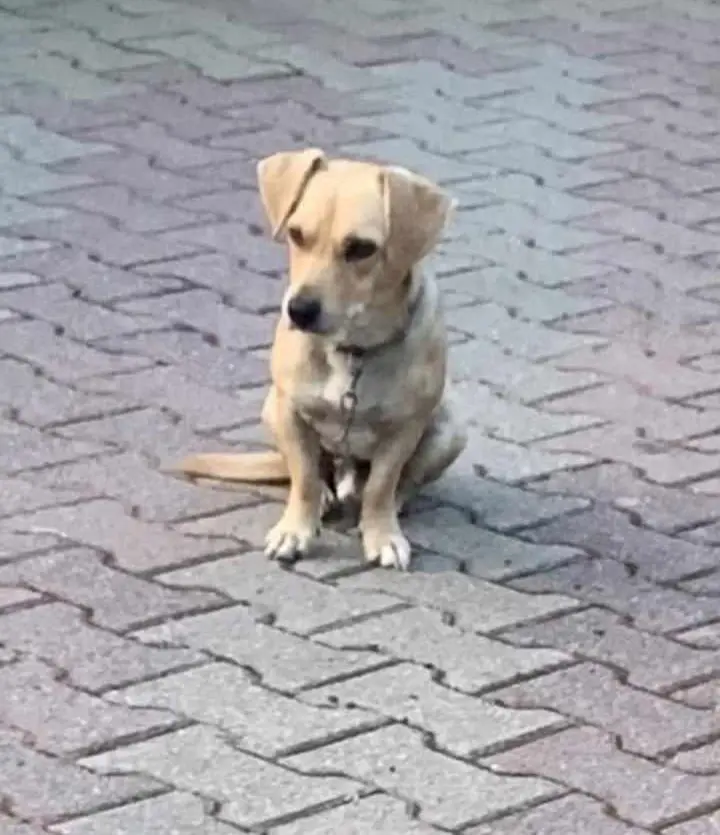 cane reunited   07100 Sassari Snoopy