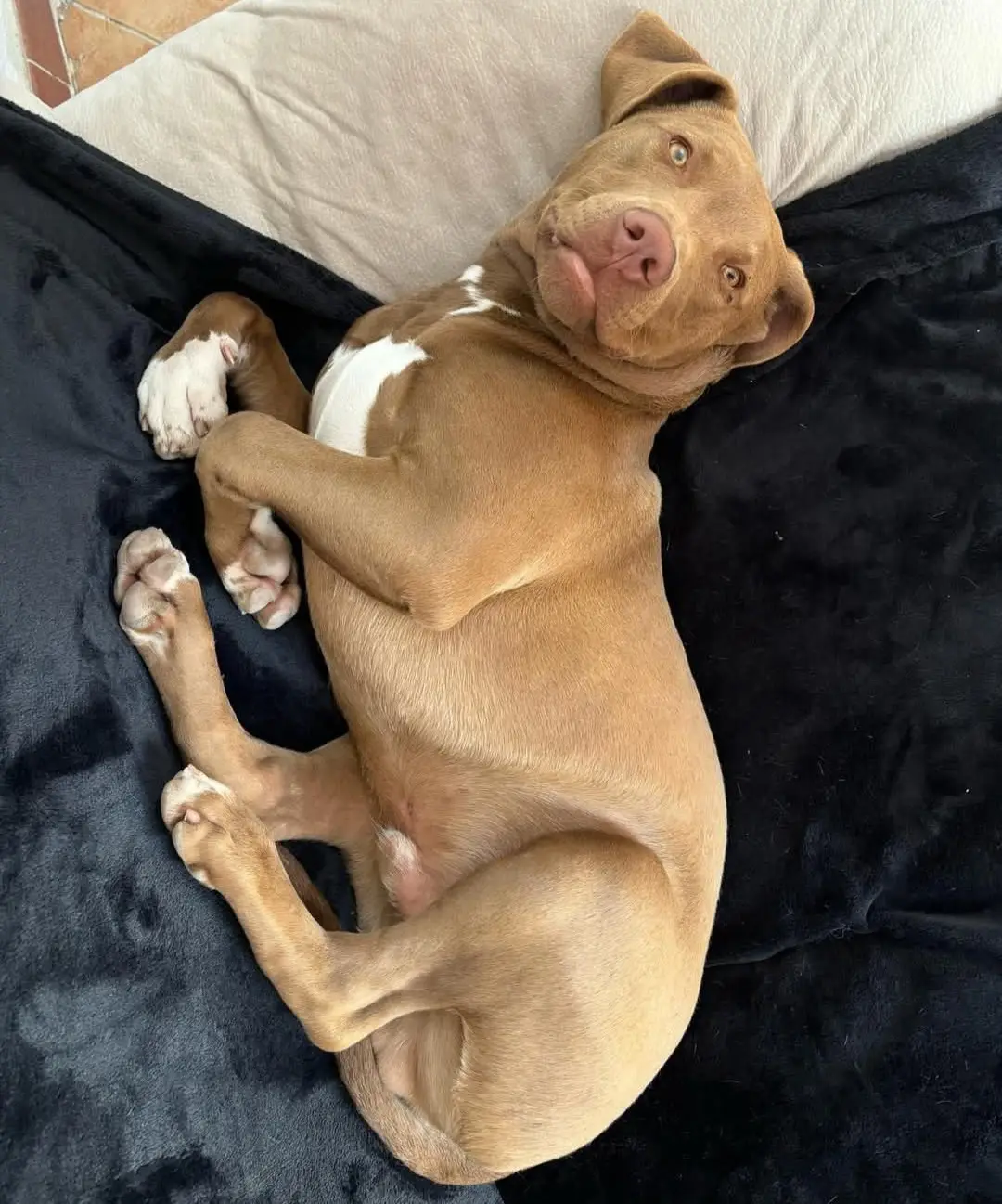 cane reunited   09010 Deximeputzu/Decimoputzu .ares