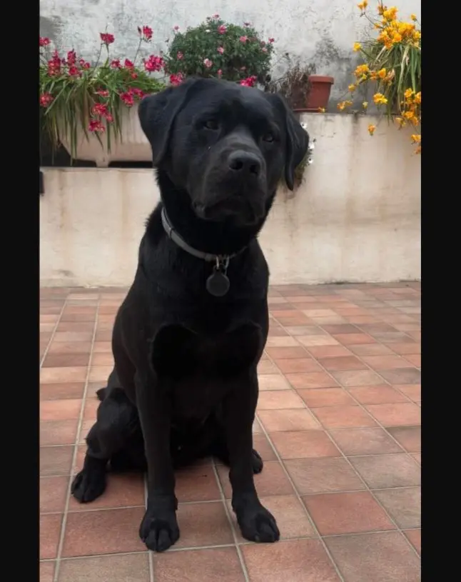 cane reunited   09039 Biddacidru/Villacidro Argo